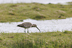 Groer Brachvogel