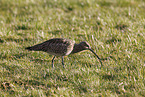 Groer Brachvogel