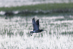 Groer Brachvogel