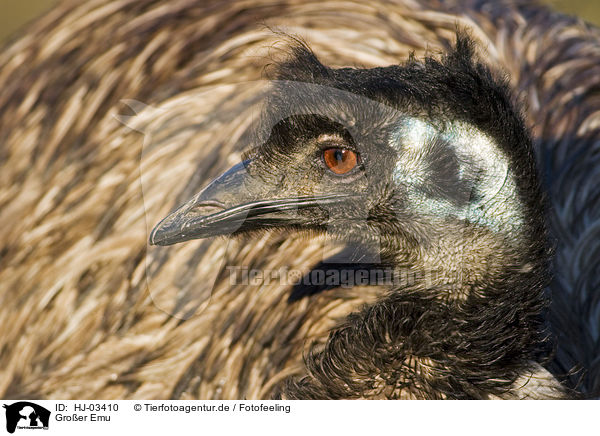Groer Emu / HJ-03410