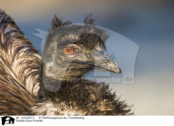 Groer Emu Portrait / emu portrait / HJ-03411