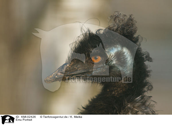 Emu Portrait / KMI-02426