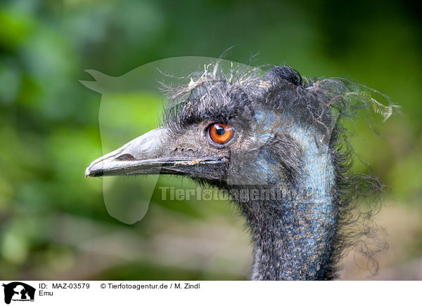 Emu / MAZ-03579