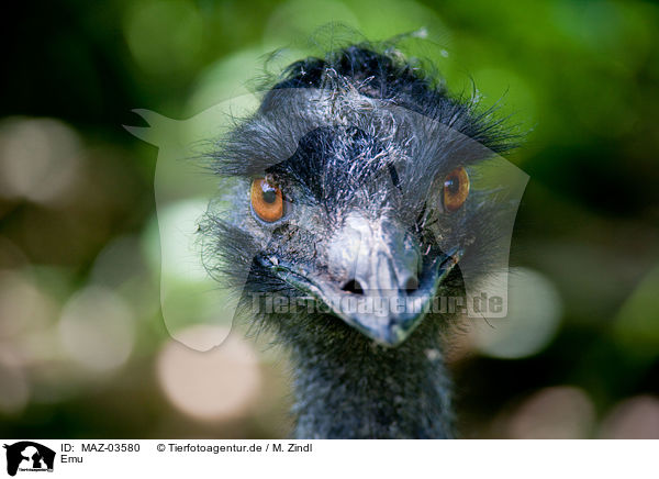 Emu / Emu / MAZ-03580