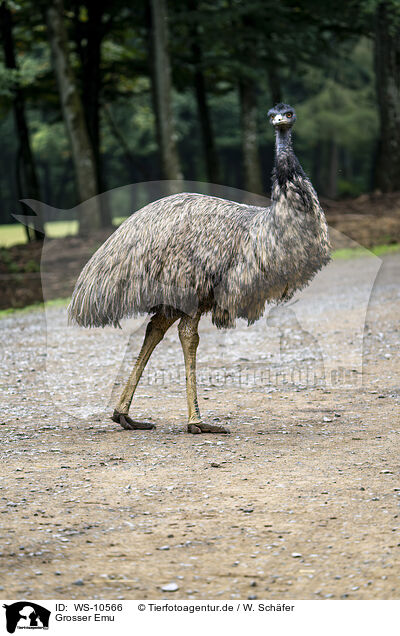 Grosser Emu / WS-10566