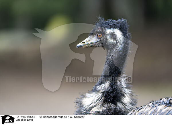 Grosser Emu / emu / WS-10568