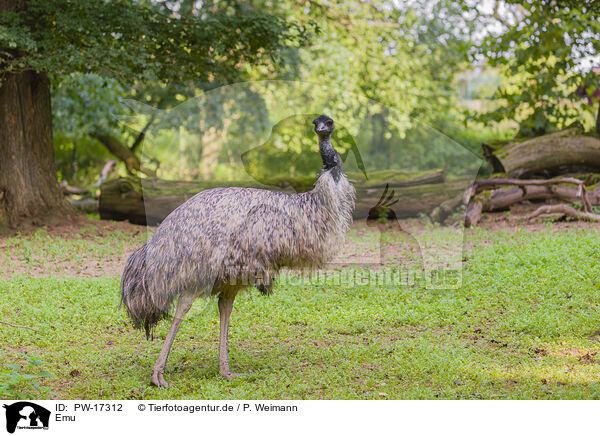 Emu / Emu / PW-17312