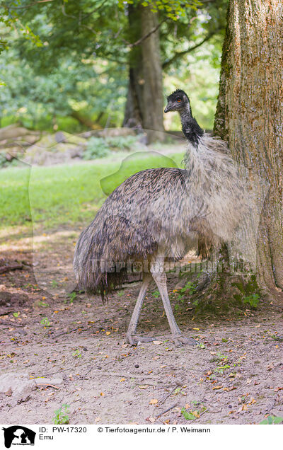Emu / Emu / PW-17320