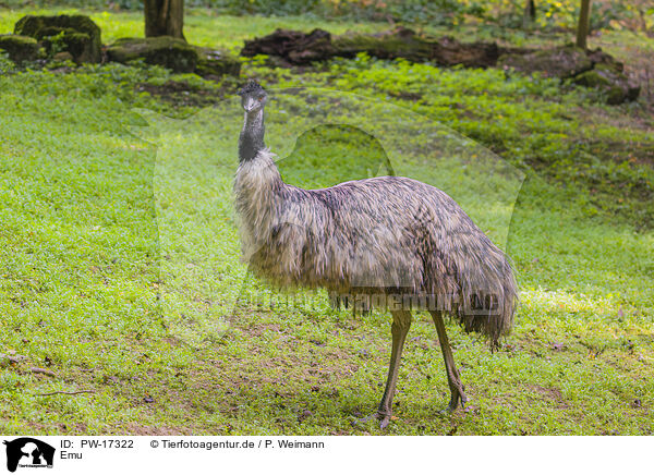 Emu / Emu / PW-17322