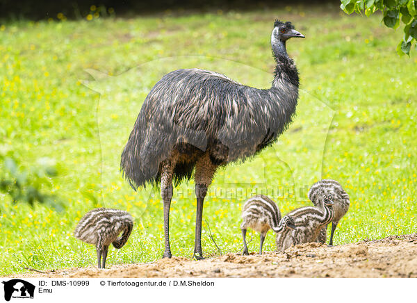 Emu / Emu / DMS-10999