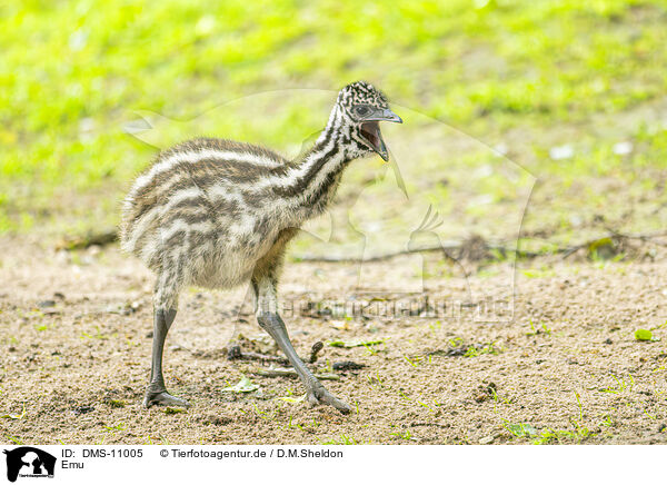 Emu / Emu / DMS-11005