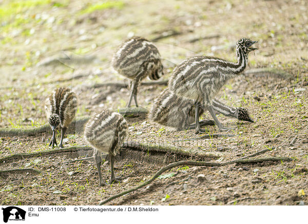 Emu / Emu / DMS-11008
