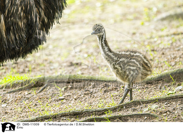 Emu / Emu / DMS-11009