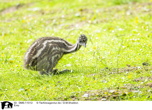 Emu / Emu / DMS-11012