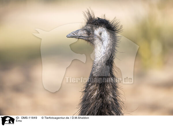 Emu / Emu / DMS-11849