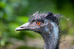 Emu