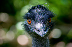 Emu