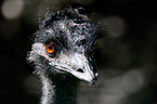 Emu