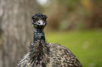 Emu