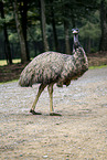 Grosser Emu