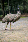Grosser Emu