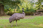 Emu