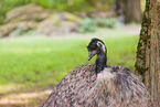 Emu