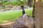 Emu