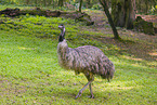 Emu