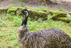 Emu