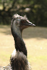 Emu
