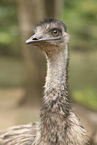 Emu