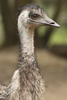 Emu