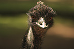 Emu