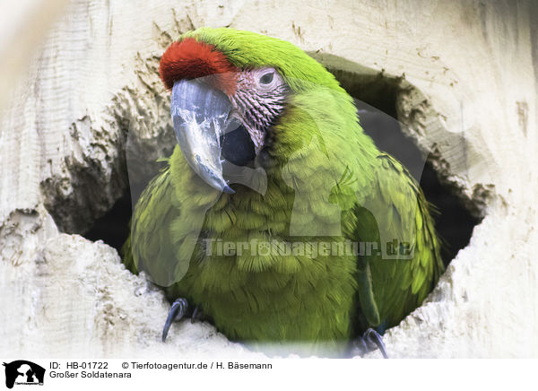 Groer Soldatenara / great green macaw / HB-01722