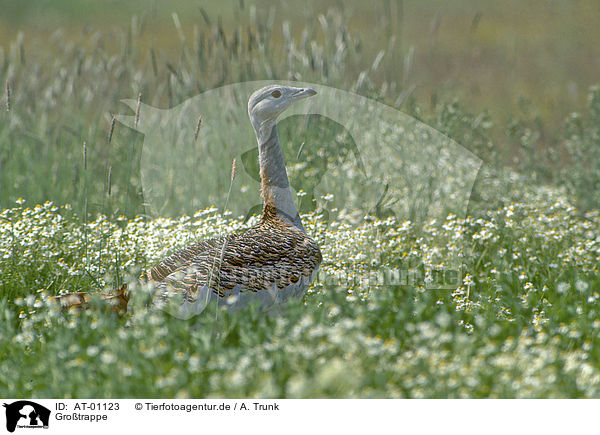 Grotrappe / great bustard / AT-01123