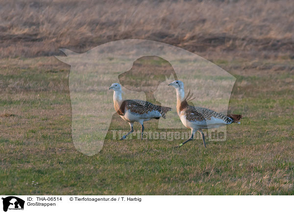 Grotrappen / great bustards / THA-06514