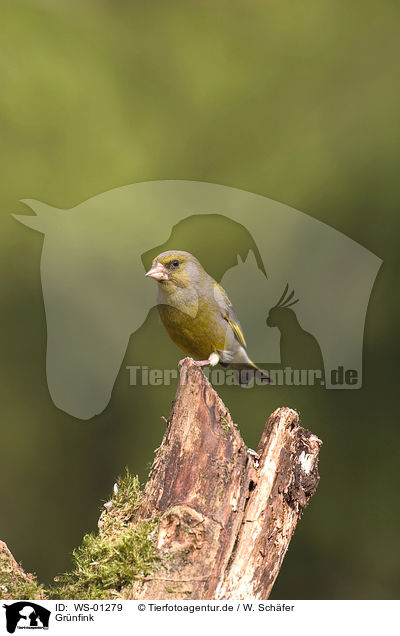 Grnfink / European Greenfinch / WS-01279