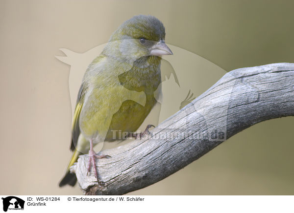 Grnfink / European Greenfinch / WS-01284