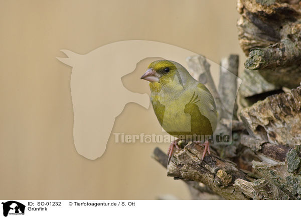 Gr�nfink / Greenfinch / SO-01232