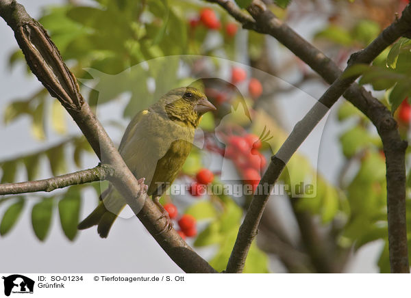 Grnfink / Greenfinch / SO-01234