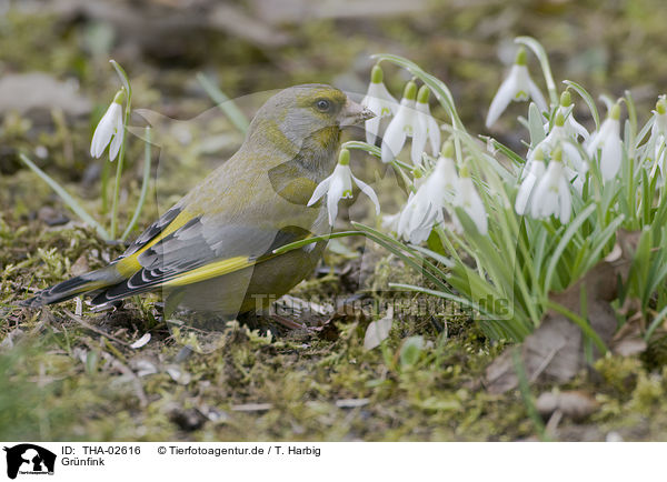 Grnfink / greenfinch / THA-02616