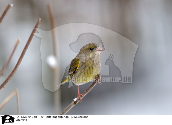 Grnfink / greenfinch / DMS-04958