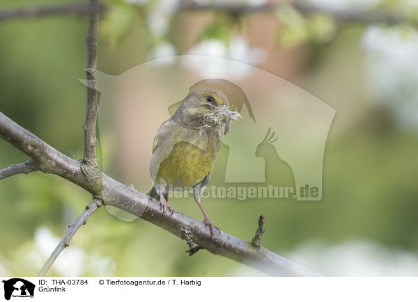 Grnfink / European greenfinch / THA-03784