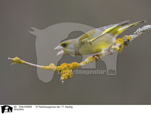 Grnfink / European greenfinch / THA-04995