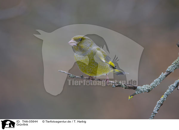 Grnfink / European greenfinch / THA-05644