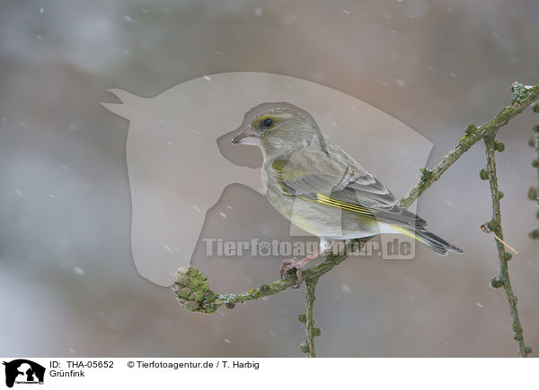 Grnfink / European greenfinch / THA-05652