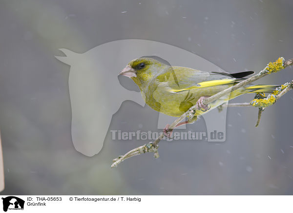 Grnfink / European greenfinch / THA-05653