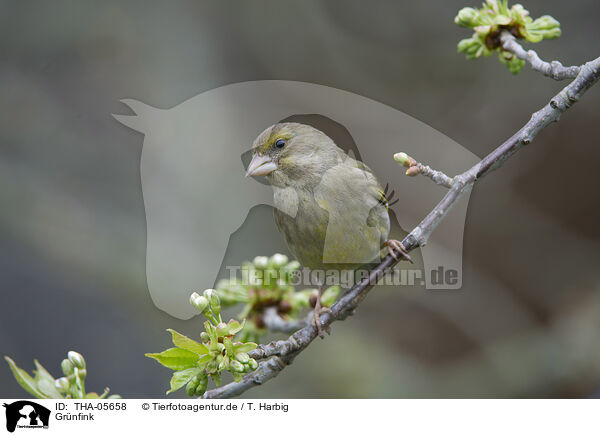 Grnfink / European greenfinch / THA-05658