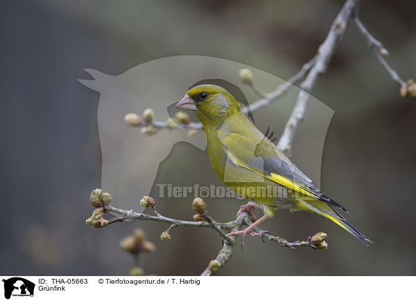 Grnfink / European greenfinch / THA-05663